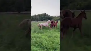 Baby Horse Tries To Play - Nobody Will Play With Her🥺 #shorts #horse #foal #filly #horses
