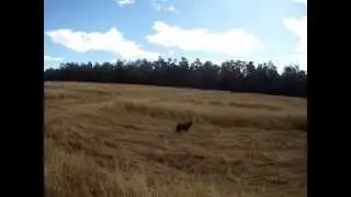 Carolina Boykin Spaniel Retriever Club Upland Gun Dog run
