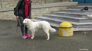 Benedizione degli animali a Villa d'Ogna (BG)