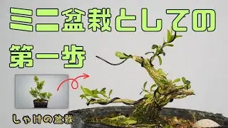 ミニ盆栽としてのスタートを切る！・台湾柘植整枝剪定【しゃけの盆栽】