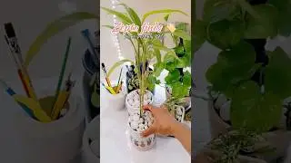 zepto finds 🏷️| pot unboxing 🪴|  #shorts #nature #shortsviral #art #short #song #asmr