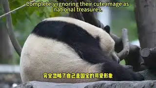 【我爱大熊猫】睡觉姿势根本不重样，你更喜欢哪只 Sleeping positions are not at all the same. #熊猫 #panda #我爱大熊猫 #Love Panda