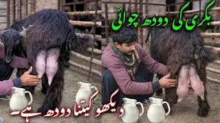 Unbelievable Goat Milk Production &ndash; See This!