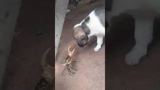 Crab attack 🤣 Dog  🐶#dog #shorts