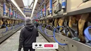 Dangerous Cows Hoofs Treatment, Beauty Girl Hand Milking Cows, Feeding Cows Silage, Udder Treatment