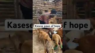 #DogRescue  #AdoptDontShop  #InjuredDogRescue  #SecondChanceDogs