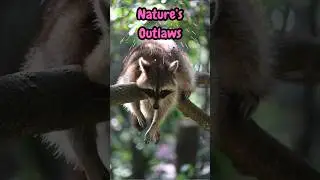 Nature's Outlaws: Shocking Animal Behavior You Won't Believe!