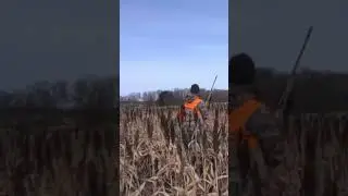 BOOM!!! PHEASANT EXPLODES AT 5FEET!SLO-MO!! #pheasant #ringneck #pheasanthunting #hunting #slomo