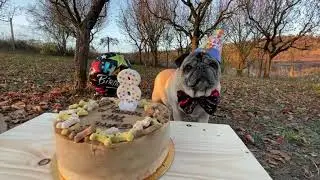 Maurice the Pug - Birthday Party
