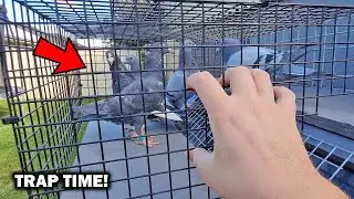 TRAPPING PIGEONS