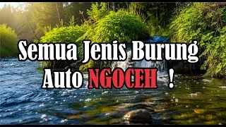 Burung Auto GACOR ! Suara air sungai untuk terapi burung stress - Relaksasi Burung