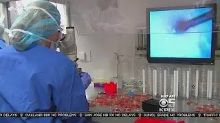 San Francisco Judge To Decide Fate Of Divorced Couple's Frozen Embryos