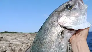 Pesca Spinning pesado 🎣 SERVIOLA desde acantilado