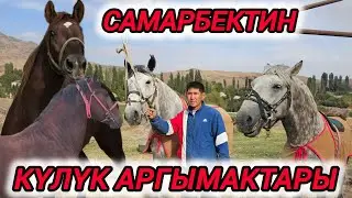 Самарбектин күлүк аргымактары Машааллах 🇰🇬💥💥💥