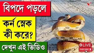Corn Snake Defense Posture | বিপদে পড়লে কর্ন স্নেক কী করে? দেখুন এই ভিডিও