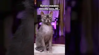 Кто отобрал лежанку у кота? #веселыекоты #прикольныекоты