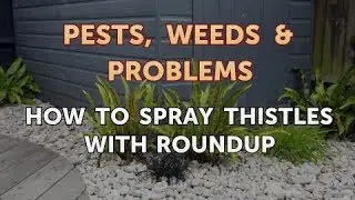 How to Spray Thistles With Roundup