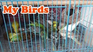 My Birds Cage Update | 25.09.2025 | BHARAT 🇮🇳
