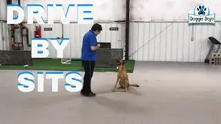 Stop Your Dog From Jumping with Drive By Sits Game - #MinWinDog