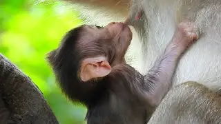 NOT WIAT MY LITTLE NATTY TRY FAST GET SWEET MILK.