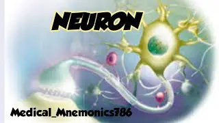 Functional classification of neurons made easy