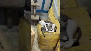 очень редко можно встретить кошку во Вьетнаме.. #cat #vietnam #fyp #рекомендации