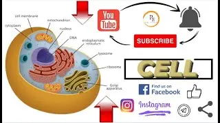 CELL  || SMFWB 2021 ||