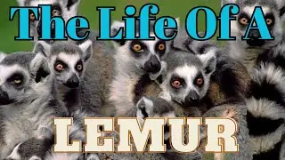 Introducing the Funny, Curious Lemur: Facts About How They Live, Their Diet, and Their Social Habits