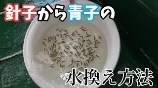 らんちゅうの稚魚達の水換え方法