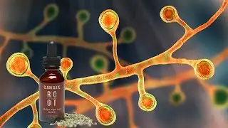 🍬 There's a Fungus Among Us! Elimination of Fungi with Clean Slate.
