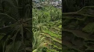Рисовые поля, Бали. Rice fields, Bali.