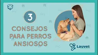 3 CONSEJOS PARA PERROS ANSIOSOS - Lauvet