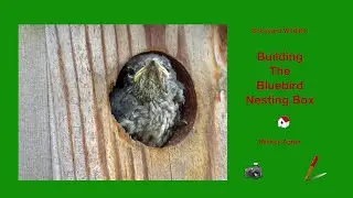 Backyard Wildlife: Building the Bluebird House