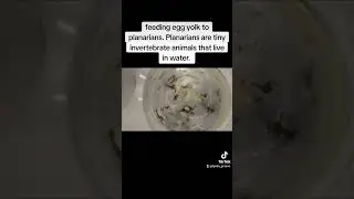 Feeding time for the planaria!