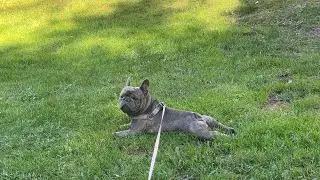California Walk with #frenchie 🐾 #Yoji #CaliforniaWalk #ASMR #lifeinusa #siliconvalley #waking