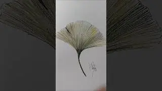 leave of ginkgo #sketchforeveryday #art #ink #drawing #nature #drawingprocess #tree #green #botany