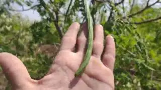 sehjan ki kheti #drumstick #farming #scientificfarming #7600683334 #bakaraliorganicfarm