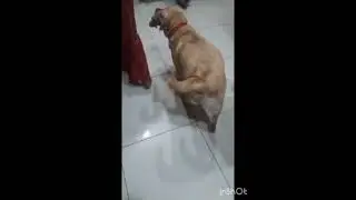 Tail Waggin&rsquo; and Bootie Shakin&rsquo; &ndash; My Dog's Got Moves!  #dogantics #labrador #cutedogs #kamariya