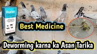 Best Deworming Medicine for Pigeons🕊 || Muttayyab Vlogs