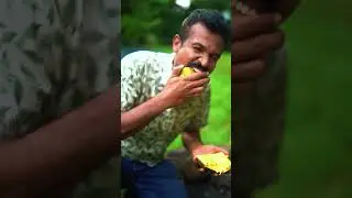 Bael Fruit