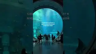 Манта - самый крупный представитель скатов #travel #nature #adventure #explorepage