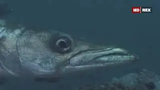 Какими уникальными охотничьими способностями обладает большая барракуда (Sphyraena barracuda) ?