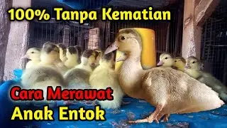 Cara sederhana merawat anak entok yang baru menetas tanpa kematian💯