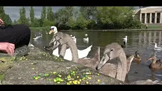 Lockdown Friends 1: Feeding Swans
