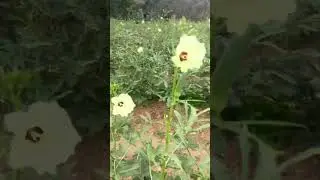 RHS-kakatiya Ravi hybrid seeds