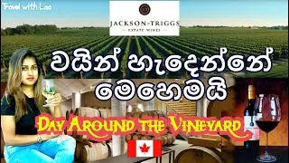 Jackson Triggs Vineyard | Niagara Estate | 🇨🇦Winery Tour | Discover the Art of Making Wine