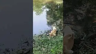 Street dog suffering extreme hot and drinking water 💦🌊 #shorts #dog #youtubeshorts #heat
