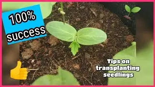 #Shorts Tips on transplanting seedlings with 100% success rate |Gardener the young