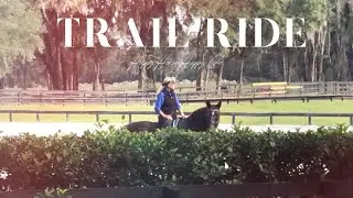 Happy Horses on the Trail || Trail Ride || Horse Training