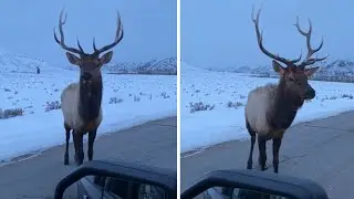 Angry bull elk pops tire with his horns #Shorts